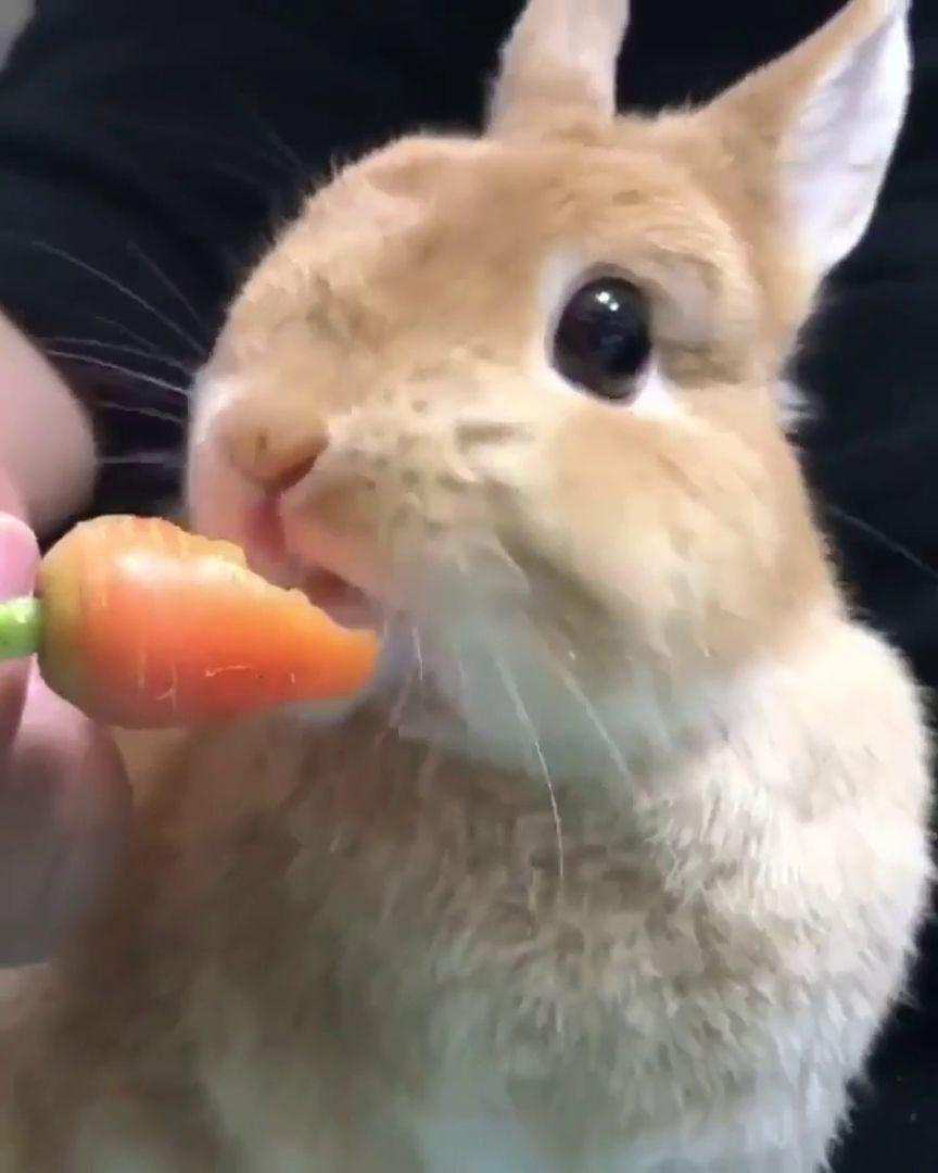 potret gemas kelinci lagi makan (reddit.com/user/Lil_Nibba69)