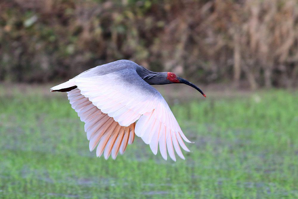 burung ibis (flickr.com/Brendan Ryan)