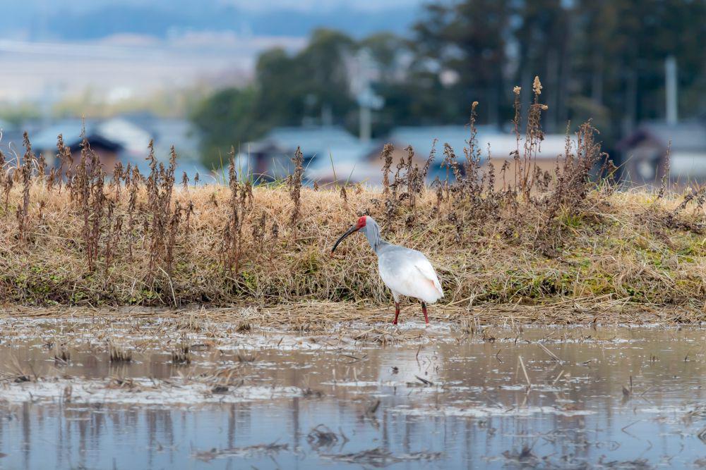 Ibis jambul Jepang (flickr.com/@miya_1102)