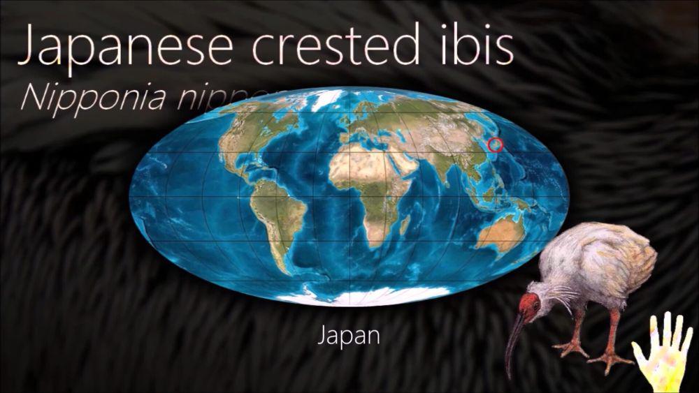 Melalui ilustrasi ini, kita tahu bahwa burung Ibis jambul Jepang sangat diistimewakan disana (flickr.com/Kyle Pounds)