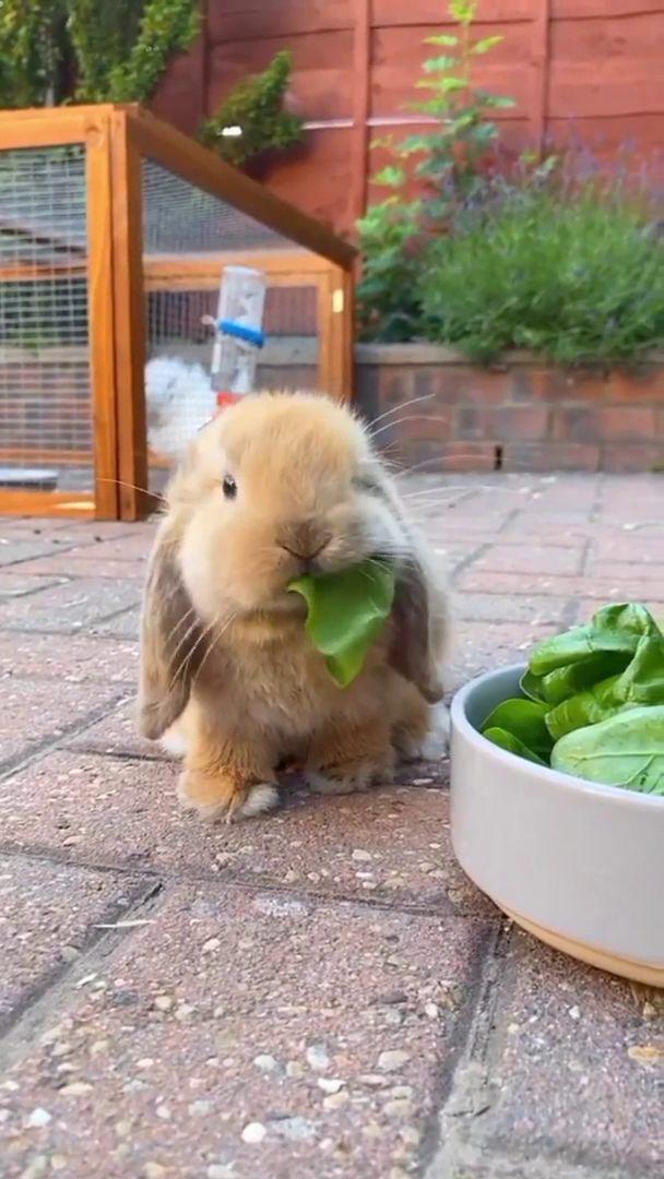 potret gemas kelinci lagi makan (reddit.com/user/ExoGeniVI)