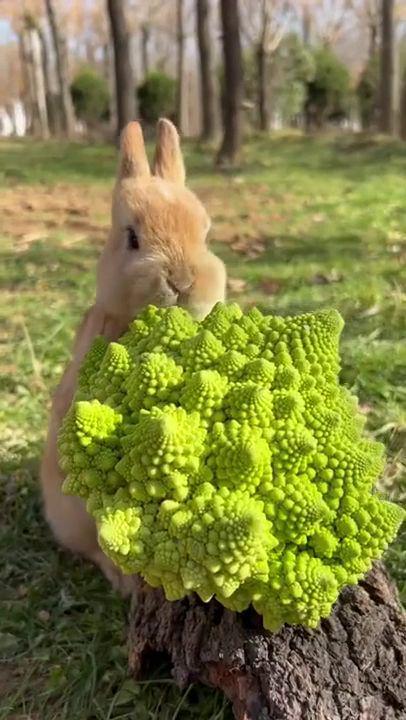 potret gemas kelinci lagi makan (reddit.com/r/aww)