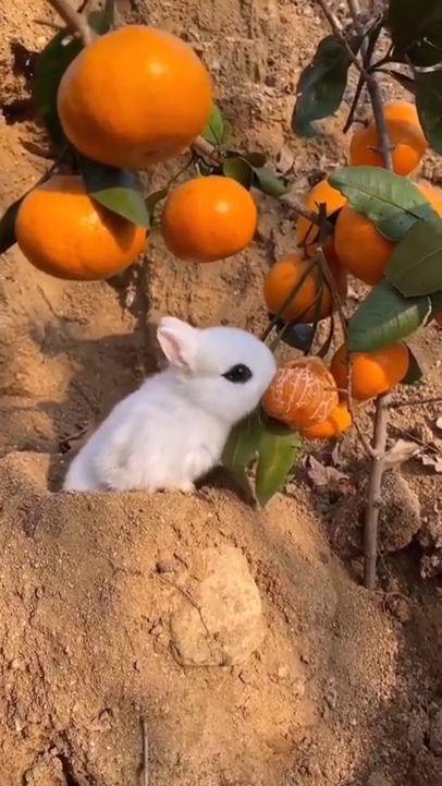 potret gemas kelinci lagi makan (reddit.com/user/rowpor)