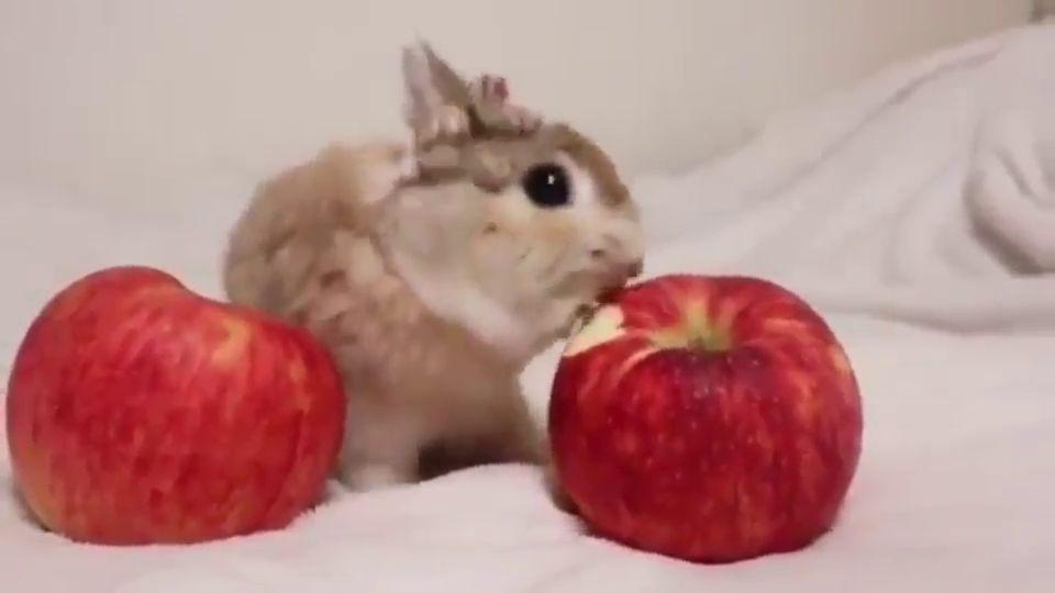 potret gemas kelinci lagi makan (reddit.com/r/aww)
