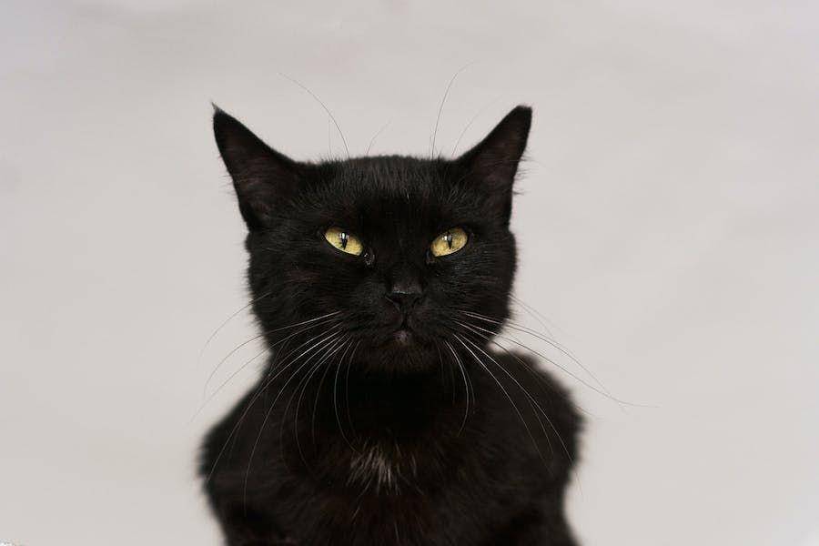 ilustrasi kucing hitam (pexels.com/Natalie Birdy)