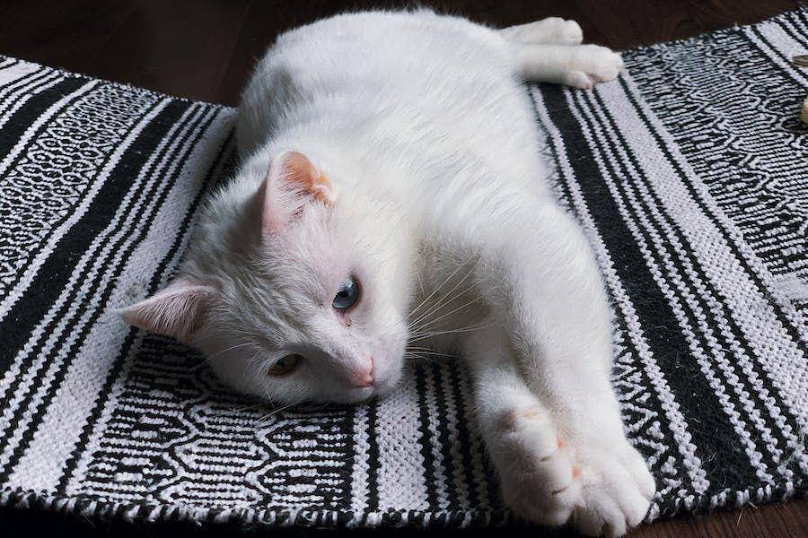ilustrasi kucing sedih (pexels.com/Dids)