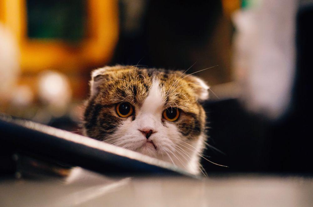 Risiko Meninggalkan Kucing di Rumah Sendirian, Rawan Depresi!
