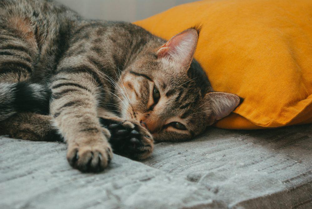Perempuan di Tebing Tinggi Paksa Kucing Merokok, Ujungnya Minta Maaf