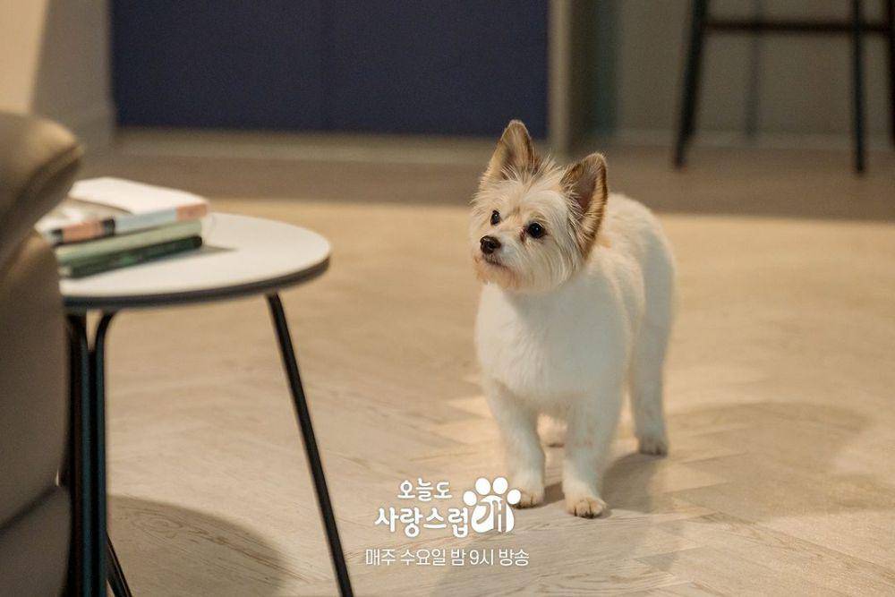 cuplikan drama A Good Day to Be A Dog (instagram.com/mbcdrama_now)