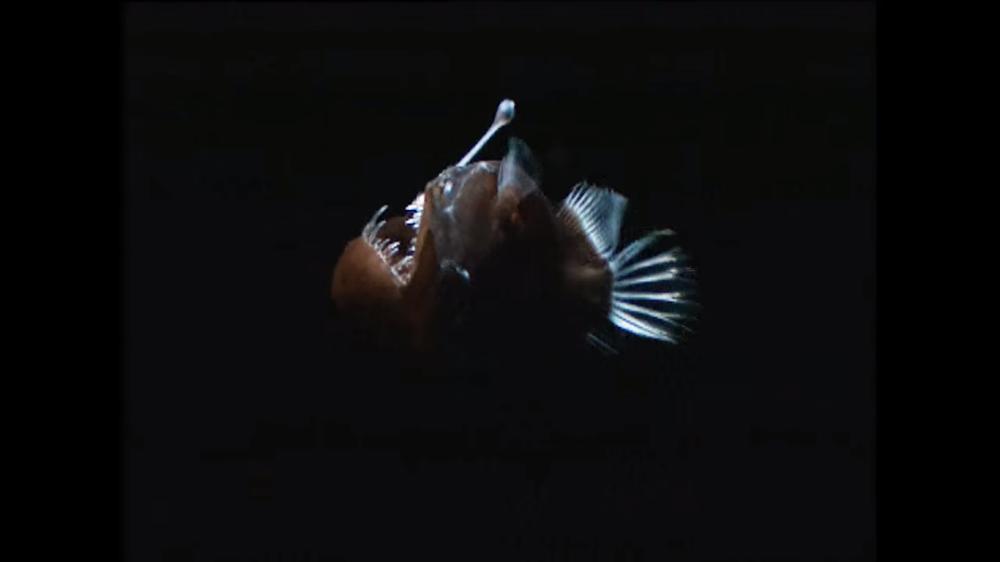 ilustrasi anglerfish (youtube.com/Real Science)