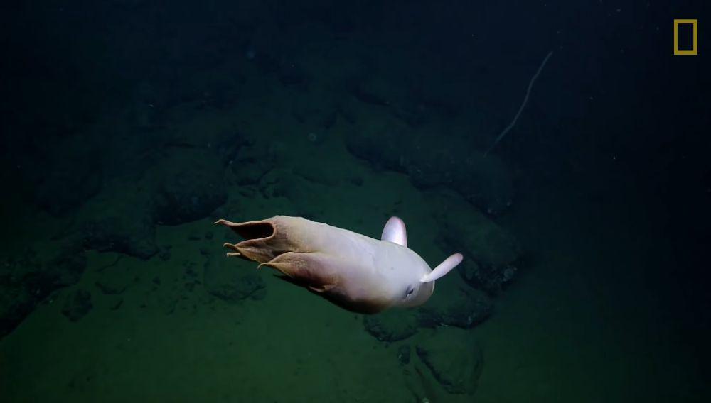 Gurita dumbo (youtube.com/National Geographic)