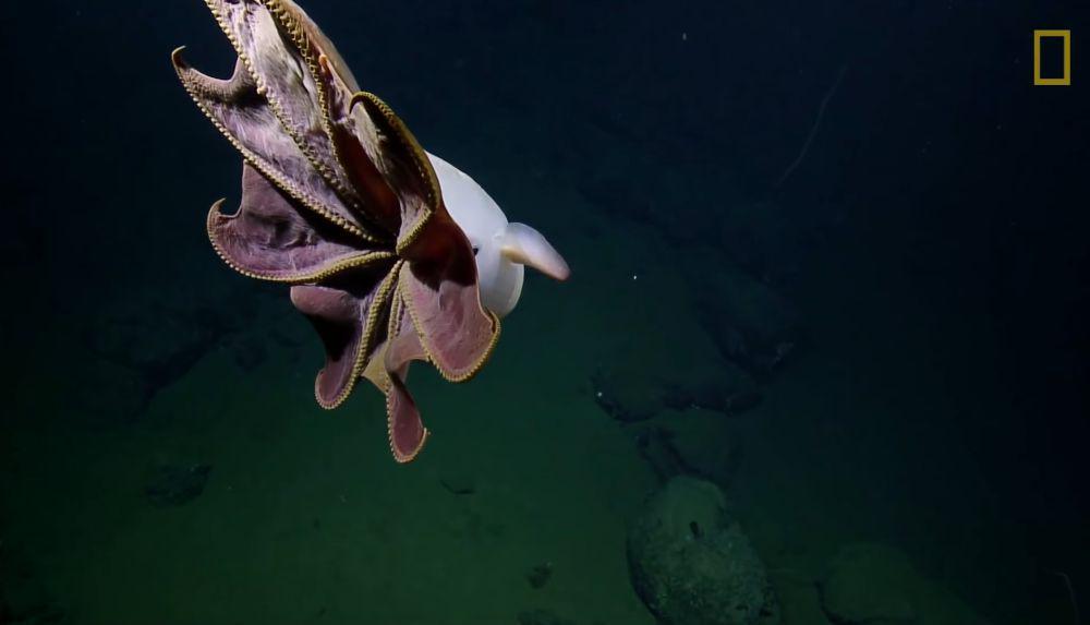 Gurita dumbo (youtube.com/National Geographic)