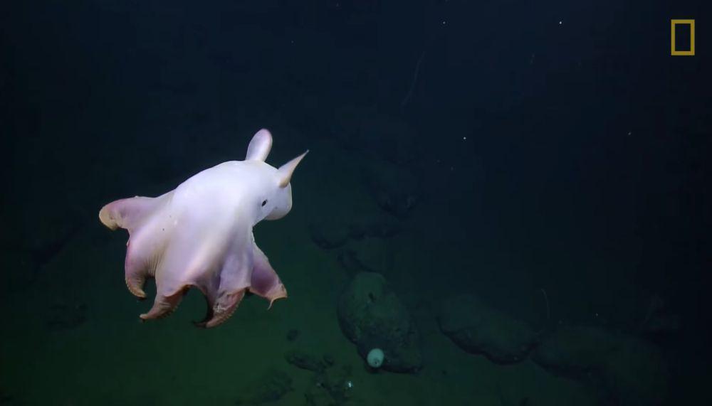 Gurita dumbo (youtube.com/National Geographic)