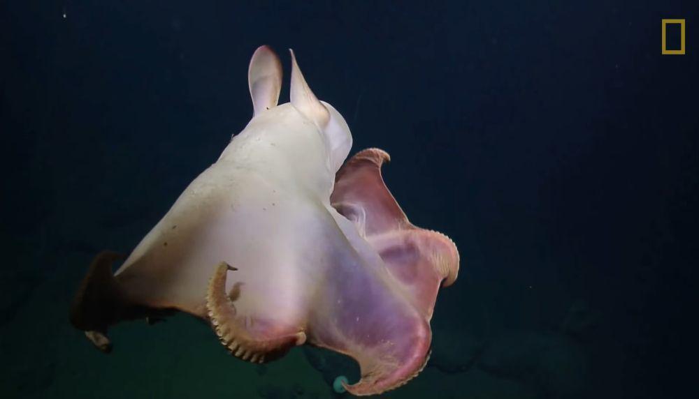 Gurita dumbo (youtube.com/National Geographic)