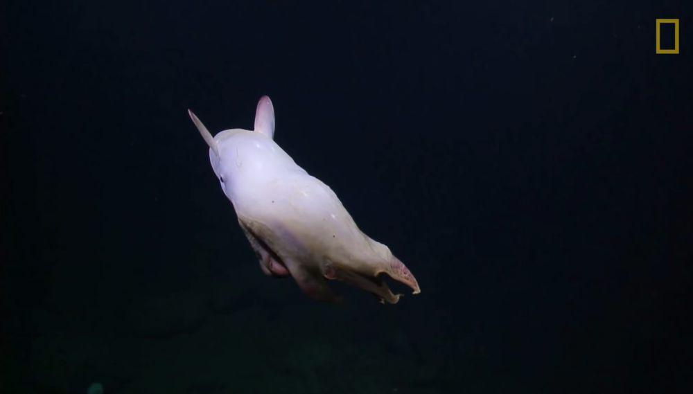 Gurita dumbo (youtube.com/National Geographic)