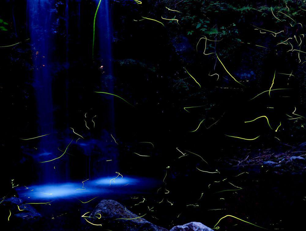 6 Mahluk Hidup yang Bisa Bercahaya dalam Gelap, Glow in the Dark!