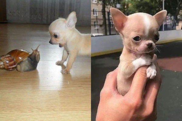 7 Potret Kocak Anak Anjing Chihuahua, Mungil tapi Ekspresif Banget