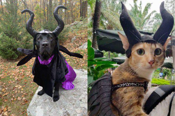7 Potret Lucu Anjing dan Kucing Pakai Kostum Maleficent, Gemoy Brutal!