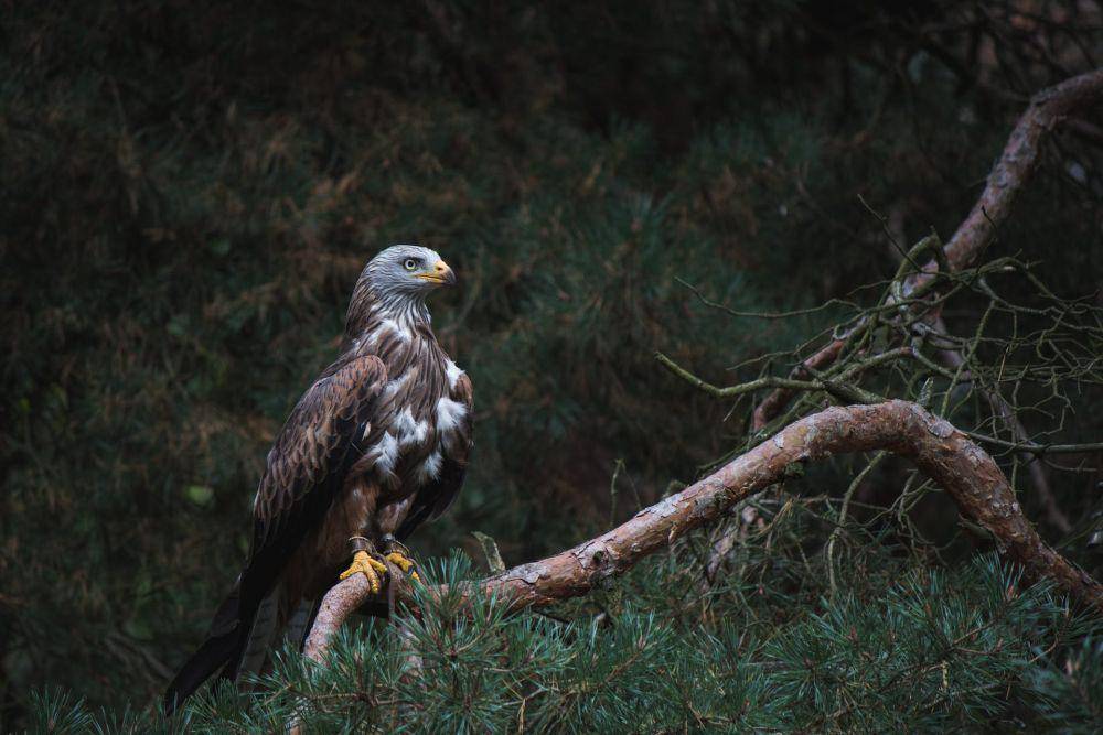 Burung elang yang berada di daerah yang gelap (pexels.com/Vincent M.A. Janssen)