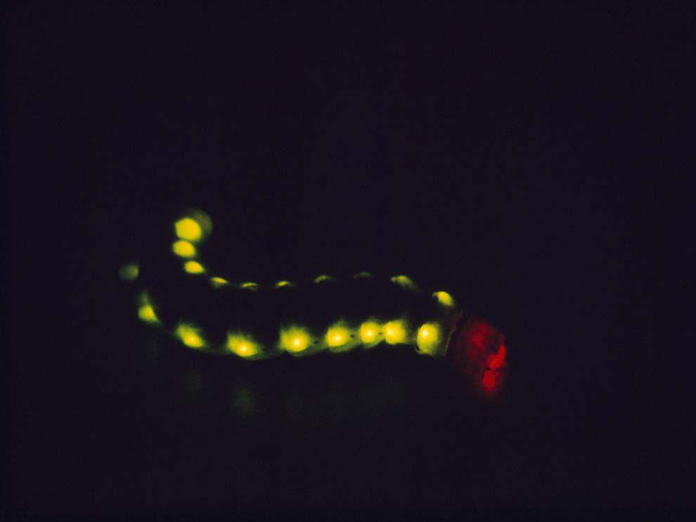 ilustrasi Railroad worm (education.nationalgeographic.org/Robert Sisson, National Geographic)
