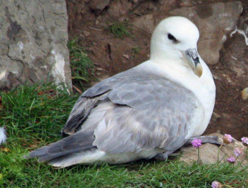 Burung fulmar utara (commons.wikimedia.org/DickDaniels)