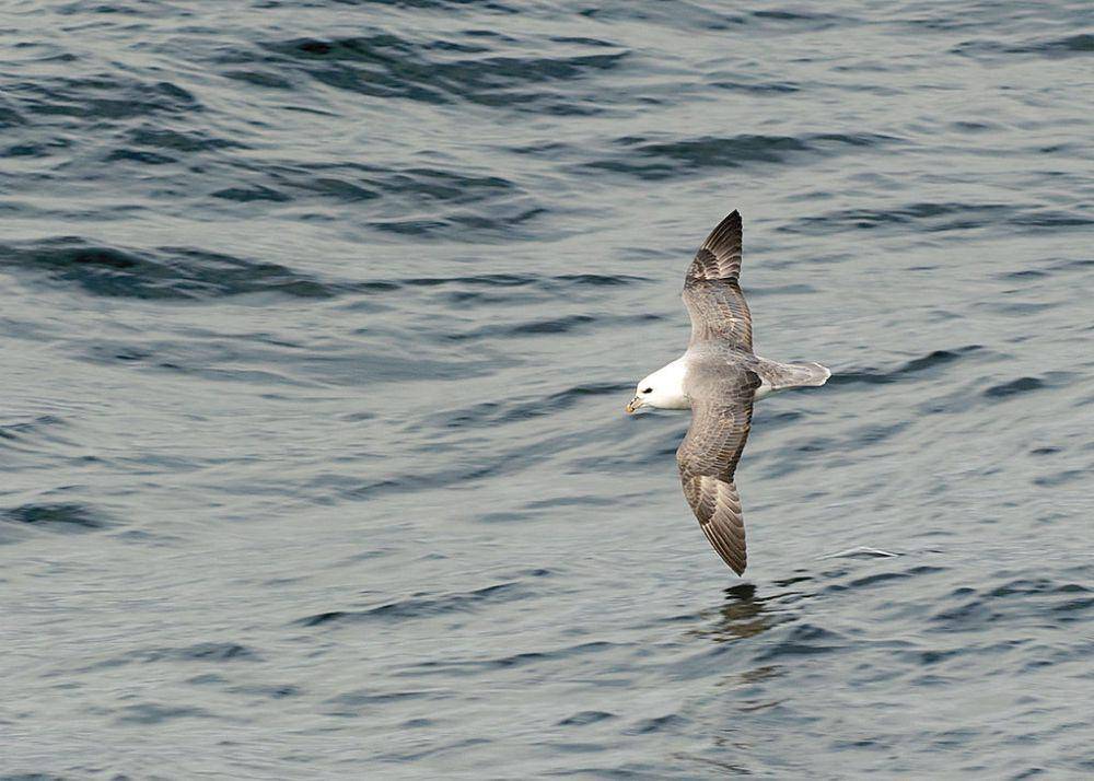Burung fulmar utara (commons.wikimedia.org/Jörg Hempel)