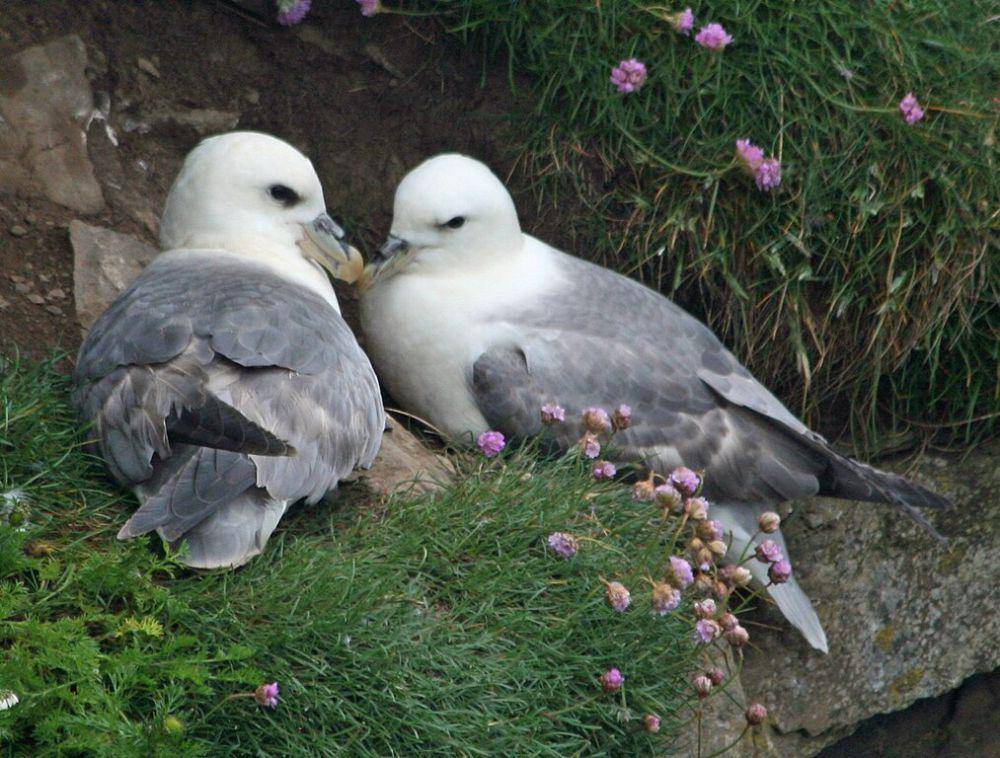 Burung fulmar utara (commons.wikimedia.org/DickDaniels)