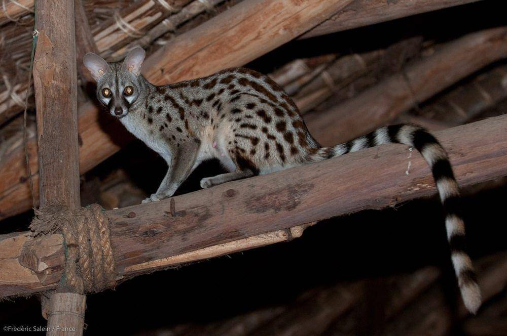 Genet (commons.m.wikimedia.org/Frederic Salein)