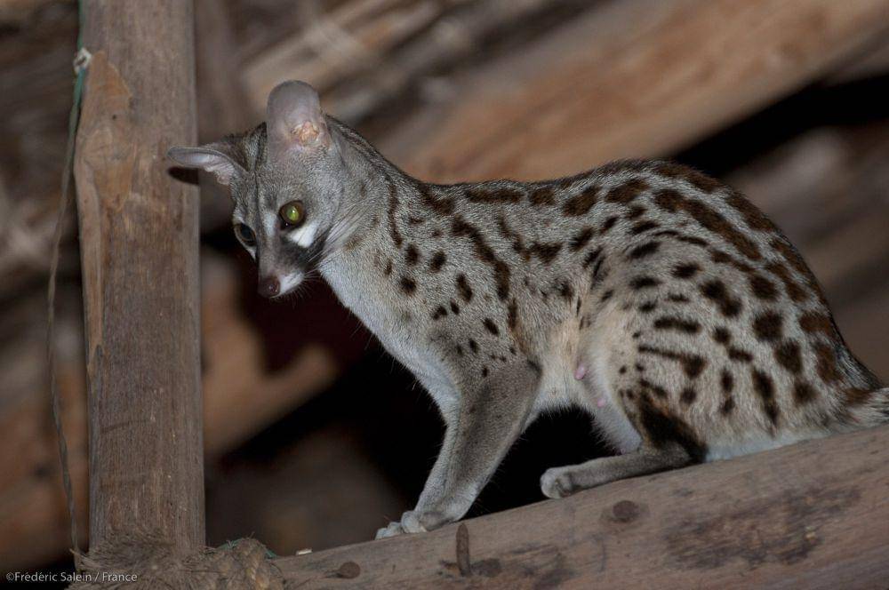 Genet (commons.m.wikimedia.org/Frederic Salein)