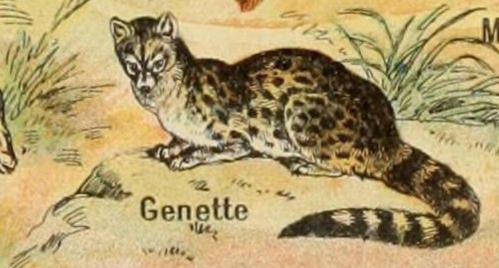 ilustrasi genet (commons.m.wikimedia.org/Adolphe Millot)