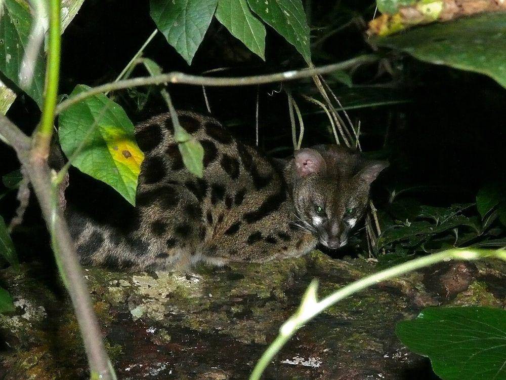 Genet (commons.m.wikimedia.org/Bernard Dupont)