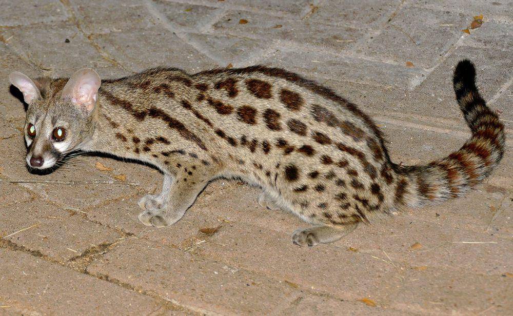 Genet (commons.m.wikimedia.org/Bernard Dupont)