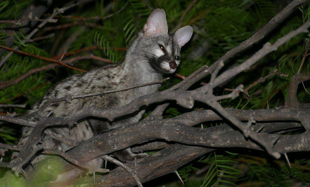 Genet (commons.m.wikimedia.org/Bernard Dupont)