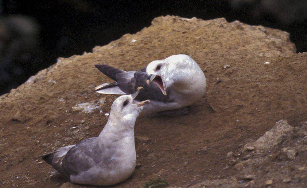 Burung fulmar utara (commons.wikimedia.org/Michael Haferkamp)