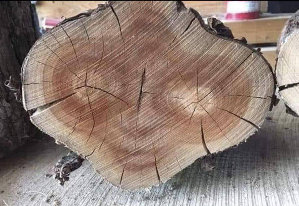 potret bentuk pohon paling menyeramkan (reddit.com/user/brolbo)
