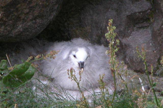 Burung fulmar utara (commons.wikimedia.org/Erik)