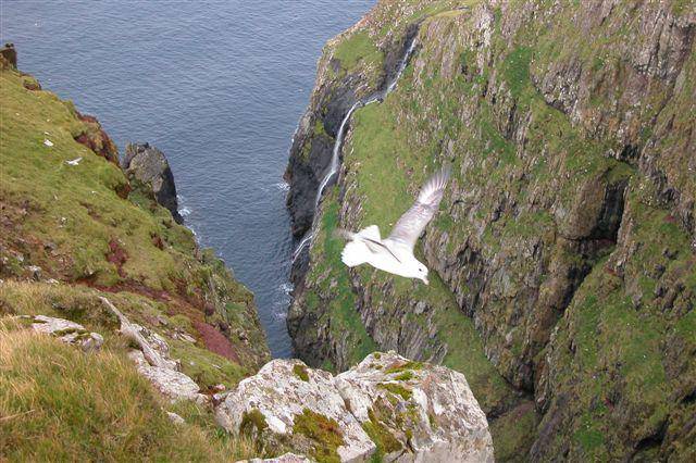 Burung fulmar utara (commons.wikimedia.org/Erik)