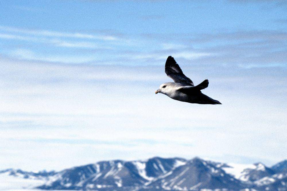 Burung fulmar utara (commons.wikimedia.org/Michael Haferkamp)