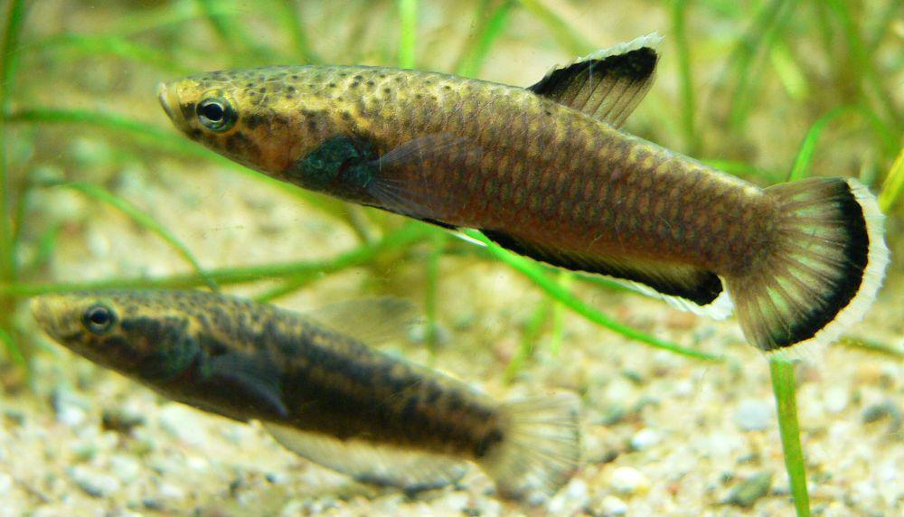 Ilustrasi ikan cupang Betta albimarginata berkomunikasi (commons.wikimedia.org/de:Benutzer:BS Thurner Hof)