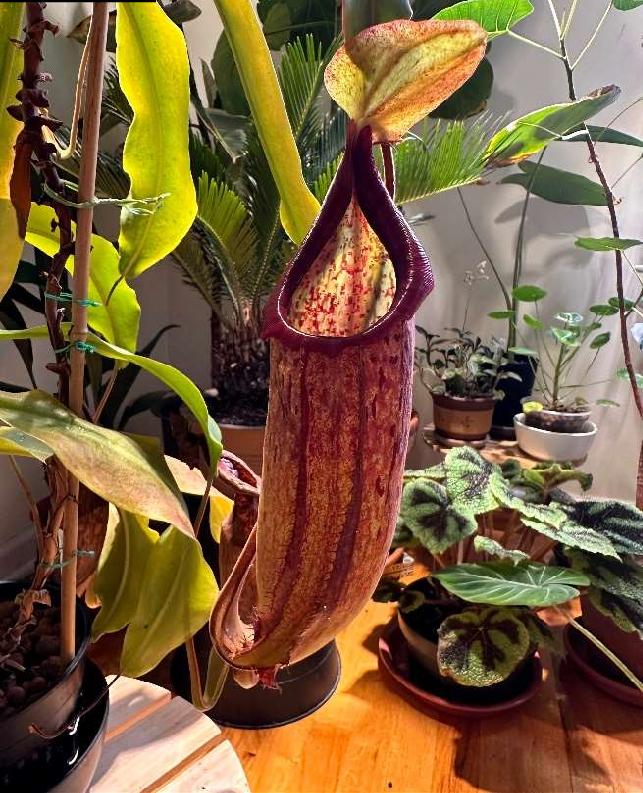 ilustrasi Nepenthes samudera (researchgate.net/Ronald Chiu)