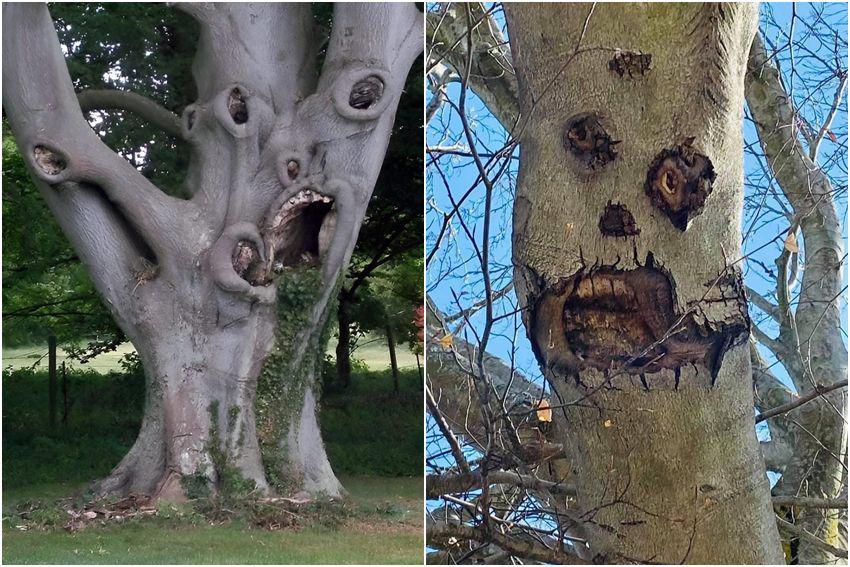 9 Bentuk Pohon Paling Menyeramkan, Motifnya Creepy