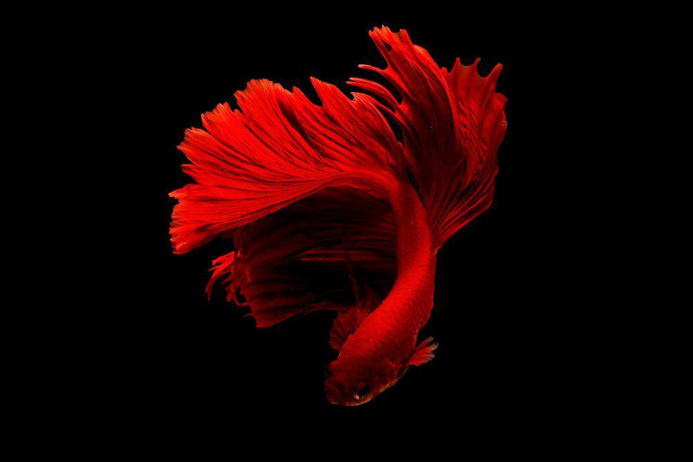 Ikan cupang (pexels.com/Chevanon Photography)