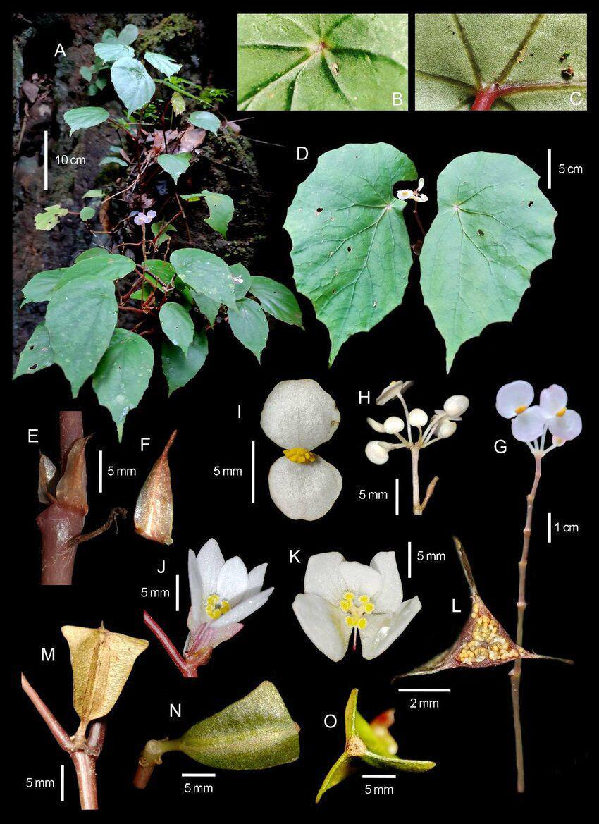 ilustrasi Begonia ranoposoensis (researchgate.net/Bandjolu, K.P)