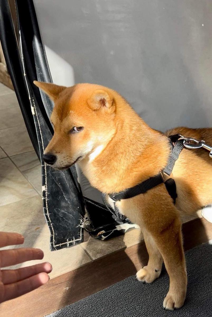 potret kocak Shiba Inu memperlihatkan bombastic side eye (reddit.com/user/laetichan)