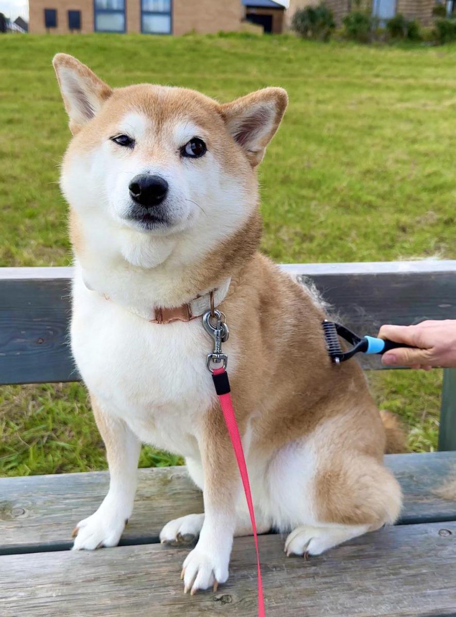 potret kocak Shiba Inu memperlihatkan bombastic side eye (reddit.com/user/sciroccooo)