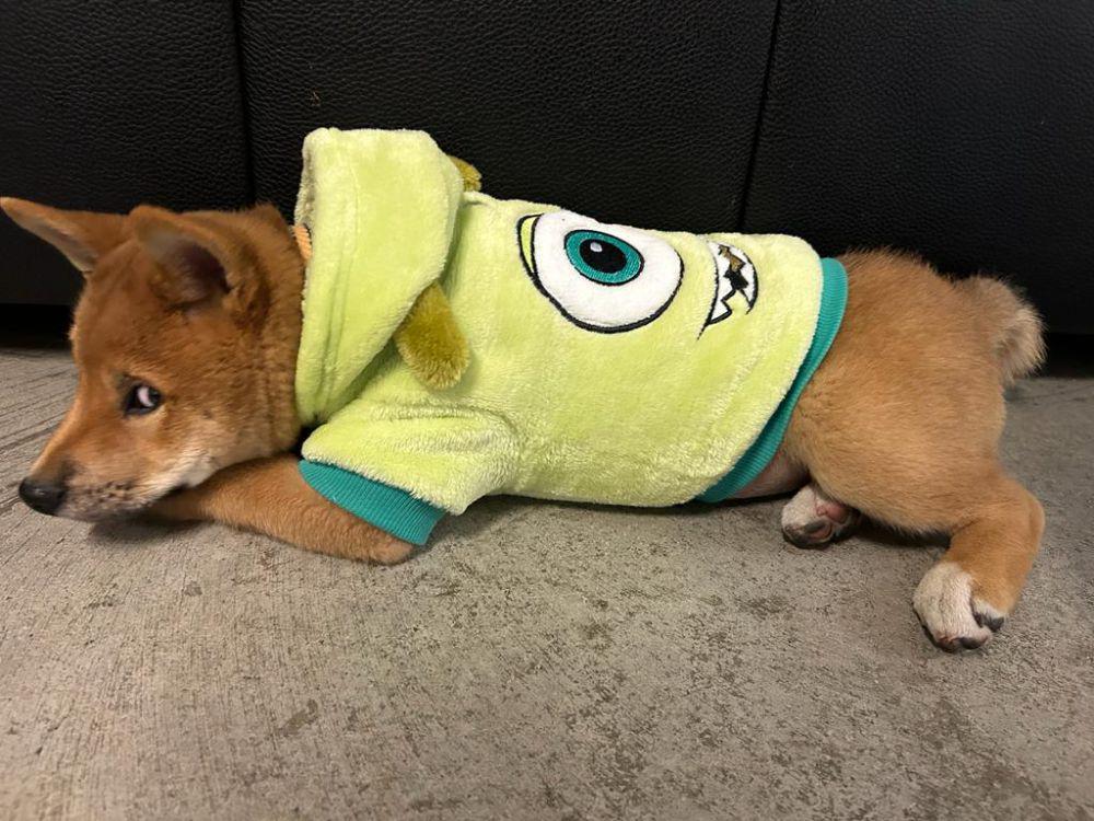 potret kocak Shiba Inu memperlihatkan bombastic side eye (reddit.com/user/Delicious_Bar5352)