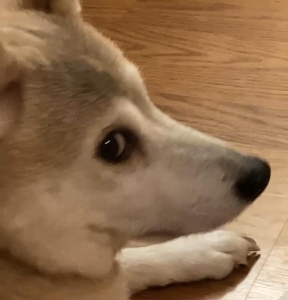 potret kocak Shiba Inu memperlihatkan bombastic side eye (reddit.com/user/lurandra)