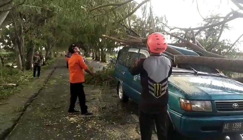 Sebuah mobil ringsek tertimpa pohon tumbang di Ngawi. IDN Times/ Riyanto