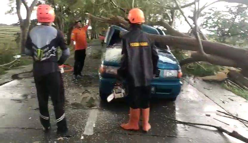 Sebuah mobil ringsek tertimpa pohon tumbang di Ngawi. IDN Times/ Riyanto