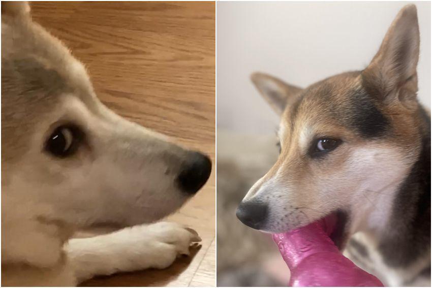 11 Foto Kocak Shiba Inu Memperlihatkan Bombastic Side Eye, Ngakak!